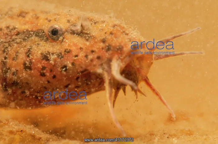  : European Weather Loach