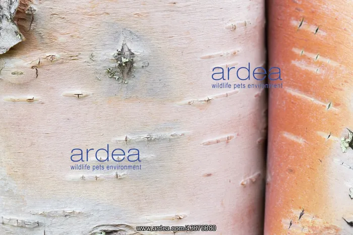 : European White Birch, Silver Birch - close up of : European White Birch, Silver Birch - close up of