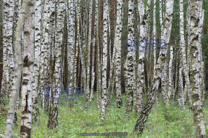 : European White Birch, Silver Birch - forest - Germany : European White Birch, Silver Birch - forest - Germany