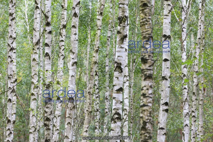 : European White Birch, Silver Birch - forest - Germany : European White Birch, Silver Birch - forest - Germany