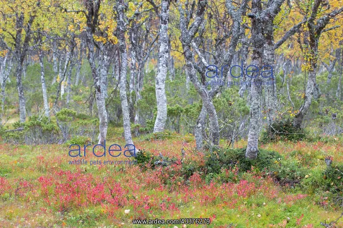 : European White Birch, Silver Birch - forest - Sweden : European White Birch, Silver Birch - forest - Sweden