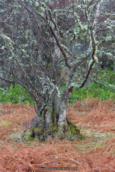 : European White Birch, Silver Birch - gnarled tree : European White Birch, Silver Birch - gnarled tree