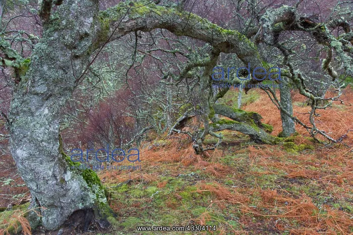 : European White Birch, Silver Birch - gnarled tree : European White Birch, Silver Birch - gnarled tree