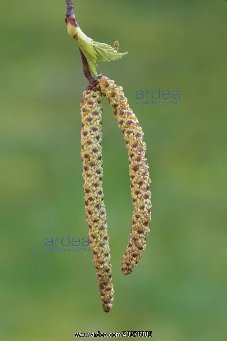 : European White Birch, Silver Birch - twig with catkins : European White Birch, Silver Birch - twig with catkins