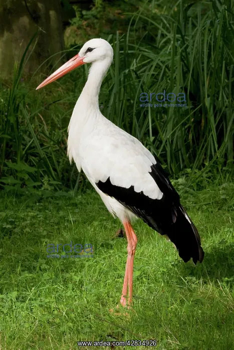 : European White Stork : European White Stork