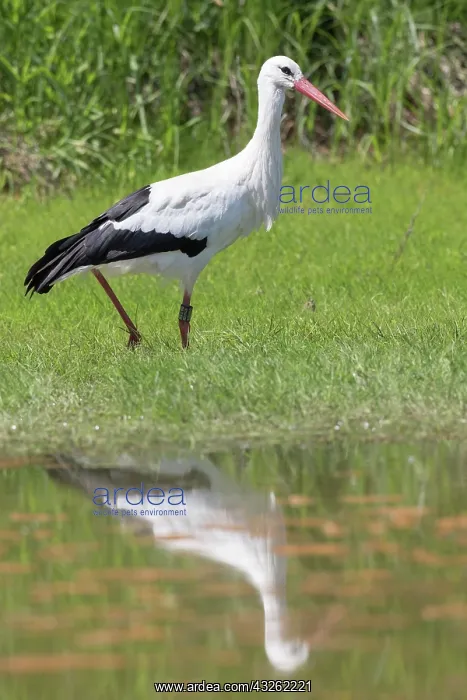 : European White Stork - adult stork foraging - Germany : European White Stork - adult stork foraging - Germany