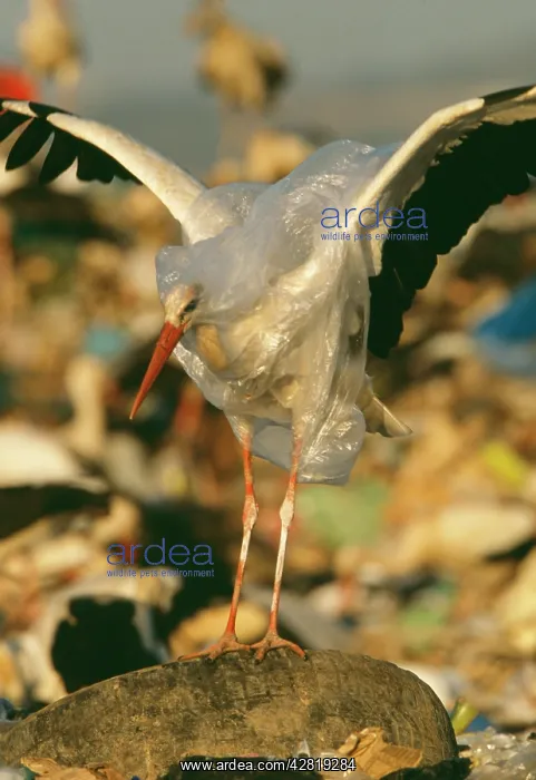 : European White STORK - caught in plastic bag, attempting : European White STORK - caught in plastic bag, attempting