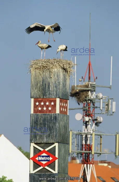 : European White Stork - nest on Metro sign : European White Stork - nest on Metro sign