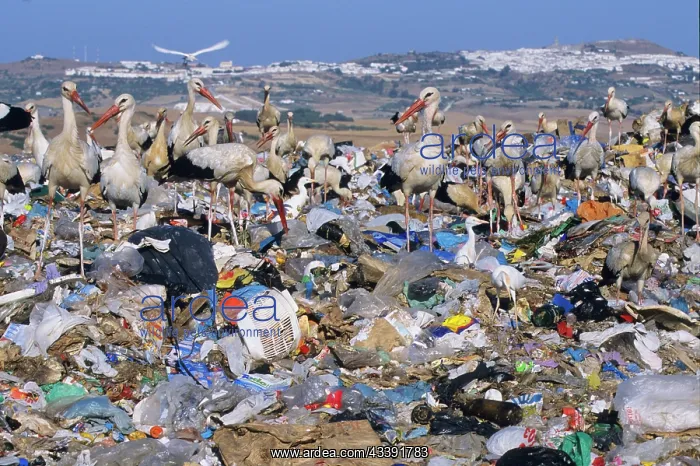 : European White Stork - at rubbish tip : European White Stork - at rubbish tip