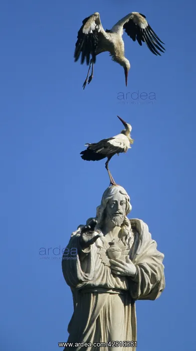 : European White Stork - on statue of Jesus : European White Stork - on statue of Jesus
