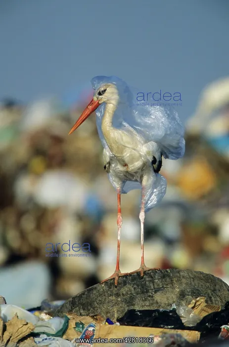 : European White Stork - trapped in plastic bag in : European White Stork - trapped in plastic bag in