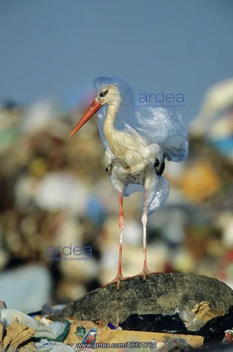 : European White Stork - trapped in plastic bag in : European White Stork - trapped in plastic bag in