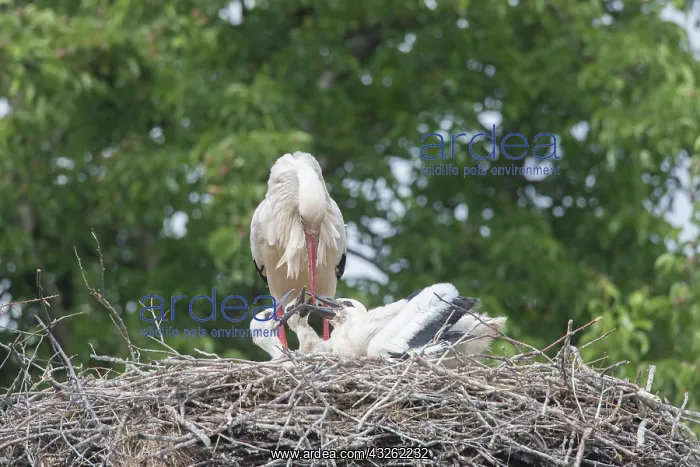 : European White Stork - young storks beg for more : European White Stork - young storks beg for more