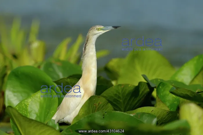 : European White Waterlily : European White Waterlily