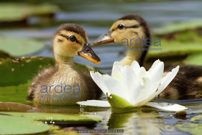 : European White Waterlily : European White Waterlily