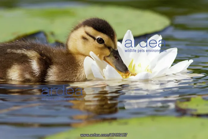 : European White Waterlily : European White Waterlily