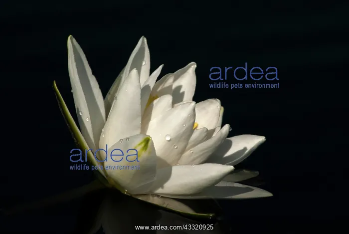 : European White Waterlily (Nymphaea alba) : European White Waterlily (Nymphaea alba)