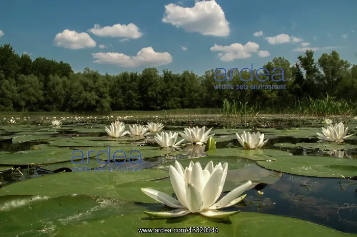  : European White Waterlily (Nymphaea alba)