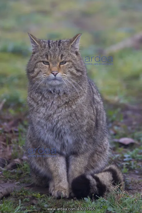  : European Wild Cat - adult cat - Germany