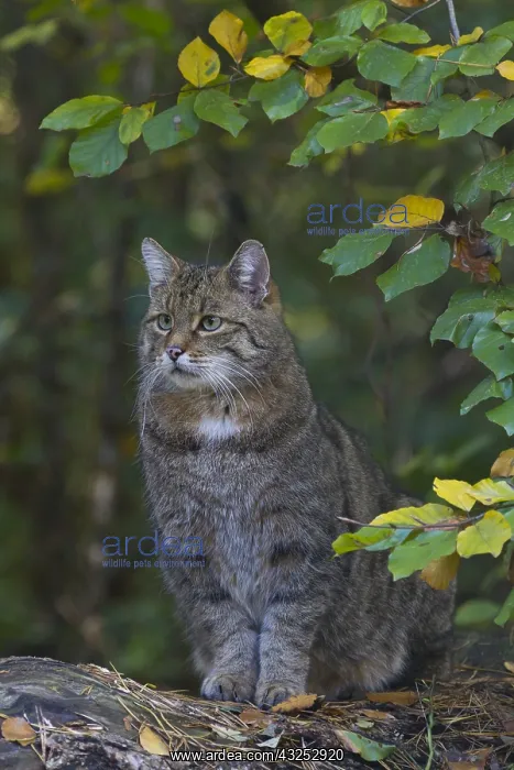  : European Wild Cat - adult cat - Germany