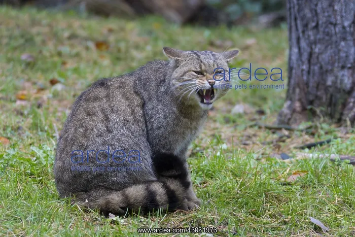 : European Wild Cat - adult cat yawning - Germany : European Wild Cat - adult cat yawning - Germany