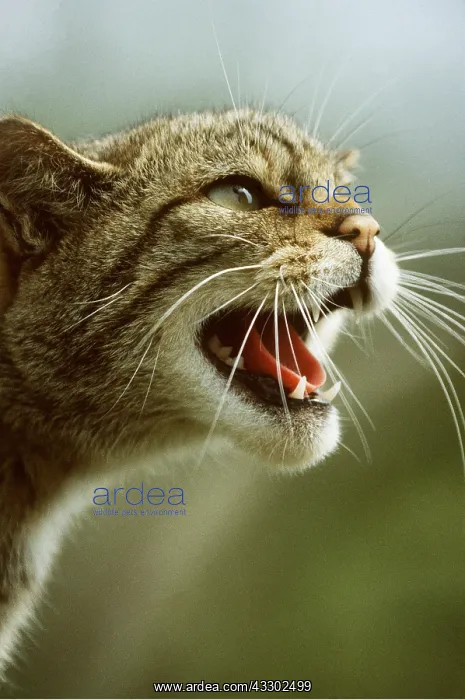 : European Wild Cat - close-up of head with open mouth : European Wild Cat - close-up of head with open mouth