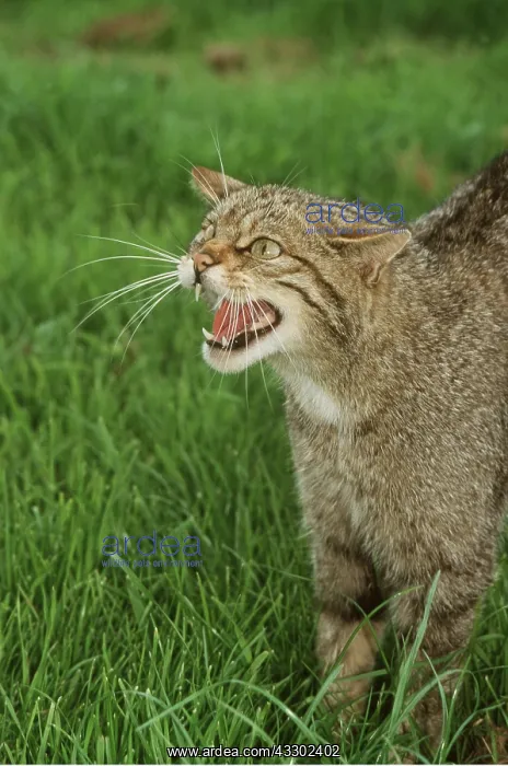 : European Wild Cat - close-up, standing in grass : European Wild Cat - close-up, standing in grass