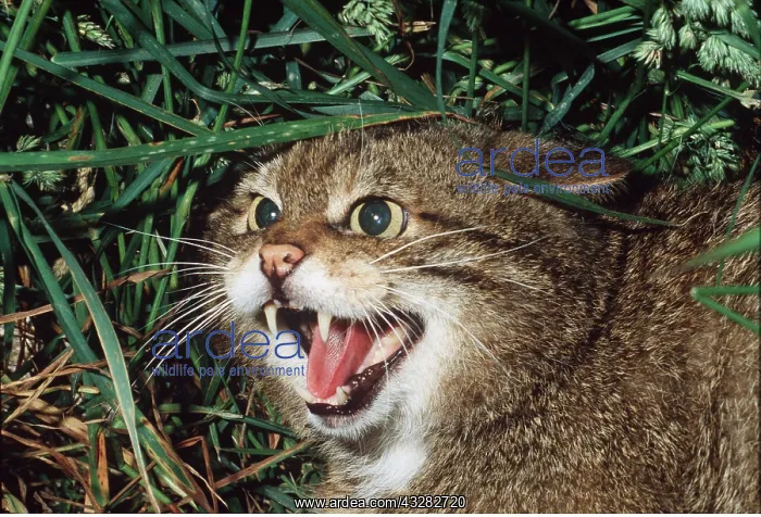 : European Wild Cat Hissing : European Wild Cat Hissing