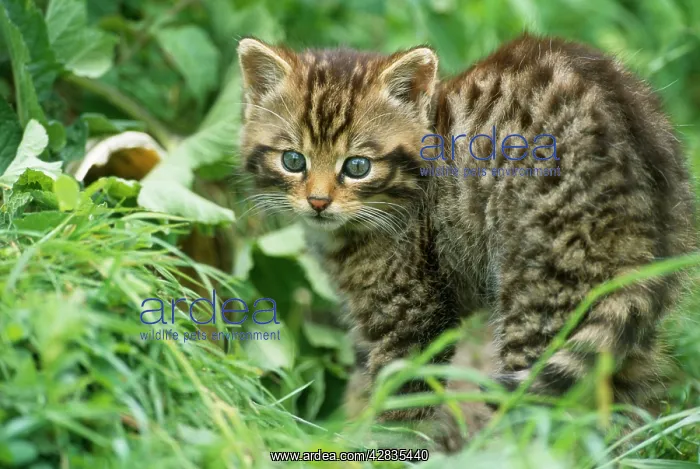 : European Wild Cat - kitten : European Wild Cat - kitten