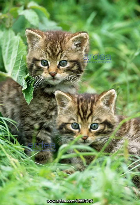 : European Wild Cat - two kittens : European Wild Cat - two kittens