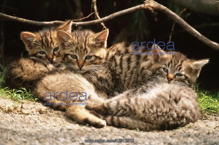 : European Wild Cat - kittens : European Wild Cat - kittens