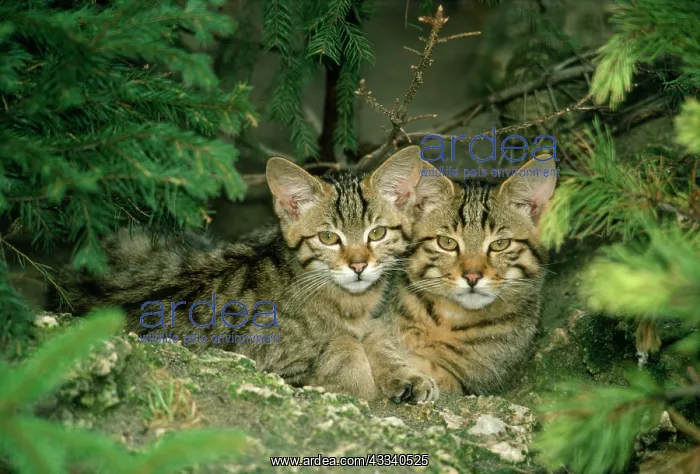 : European Wild Cat KITTENS - cheek to cheek : European Wild Cat KITTENS - cheek to cheek
