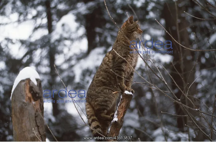 : EUROPEAN WILD CAT - looking from branch perch : EUROPEAN WILD CAT - looking from branch perch