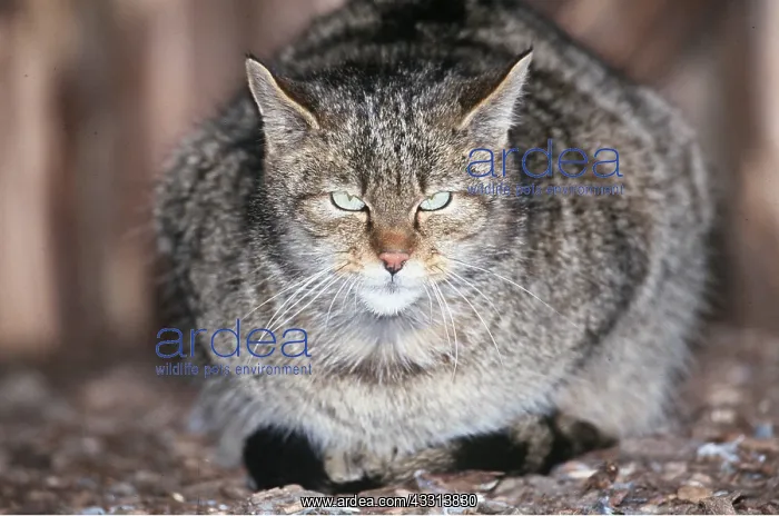 : European Wild Cat - looks at camera : European Wild Cat - looks at camera