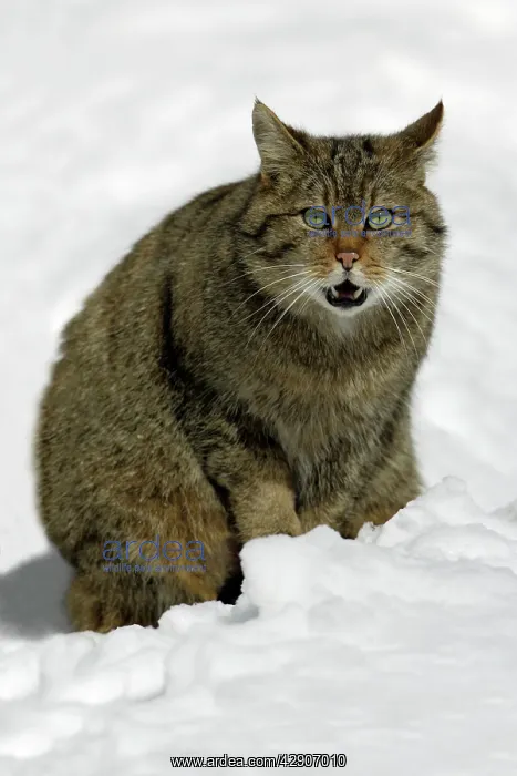 : European Wild Cat - male sitting in snow, yowling : European Wild Cat - male sitting in snow, yowling