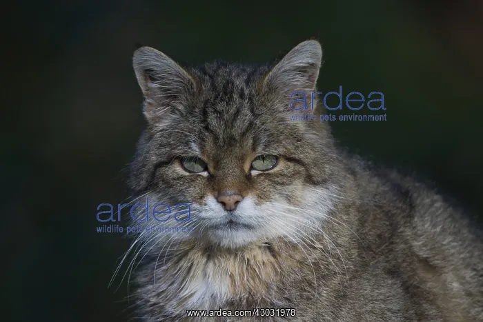 : European Wild Cat - Portrait of adult cat - Germany : European Wild Cat - Portrait of adult cat - Germany