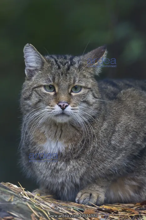 : European Wild Cat - Portrait of adult cat - Germany : European Wild Cat - Portrait of adult cat - Germany