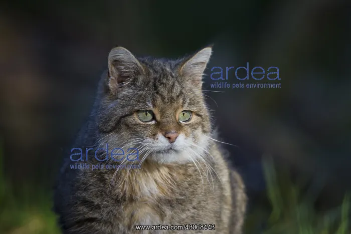 : European Wild Cat - Portrait of adult cat - Germany : European Wild Cat - Portrait of adult cat - Germany