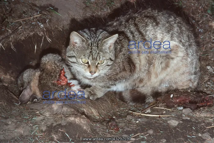 : European Wild Cat With Rabbit Prey : European Wild Cat With Rabbit Prey
