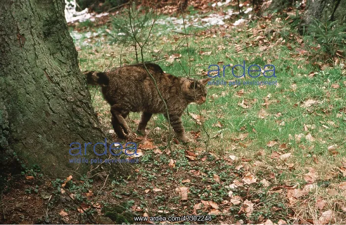 : European Wild Cat - Scent Marking tree : European Wild Cat - Scent Marking tree