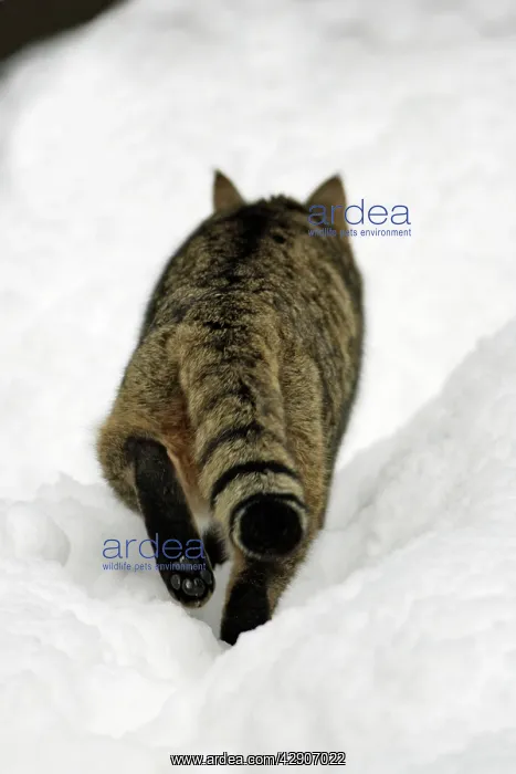 : European Wild Cat - from behind showing paw, walking : European Wild Cat - from behind showing paw, walking