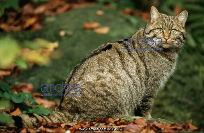 : European Wild Cat - sitting : European Wild Cat - sitting