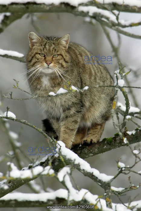 : European Wild Cat - Sitting in tree. Winter : European Wild Cat - Sitting in tree. Winter
