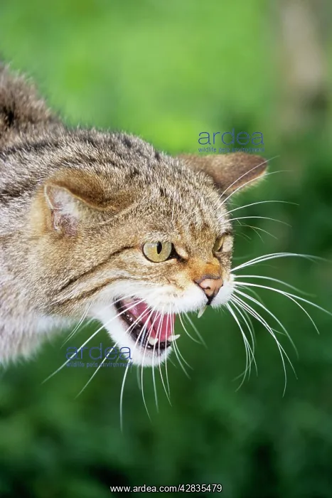  : European Wild Cat - snarling, close-up