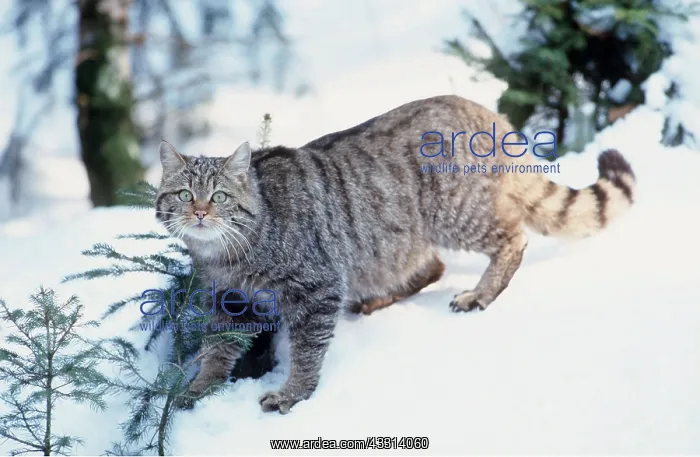 : European Wild Cat - in snow : European Wild Cat - in snow
