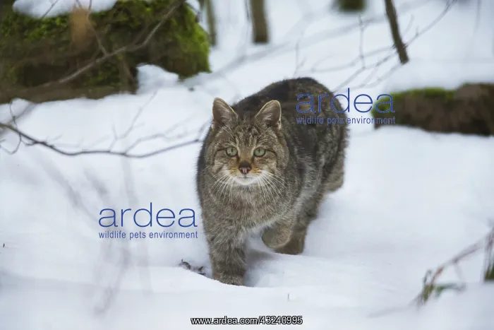 : European Wild Cat - walking through snow covered : European Wild Cat - walking through snow covered