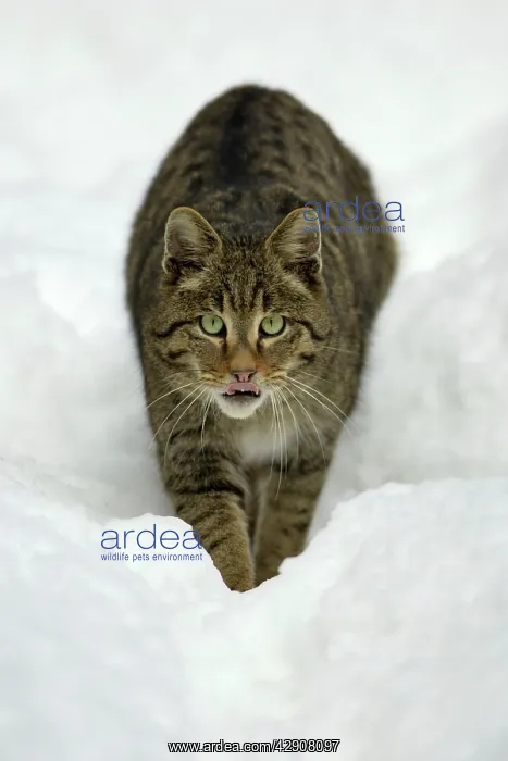 : European Wild Cat - walking stealthily through : European Wild Cat - walking stealthily through