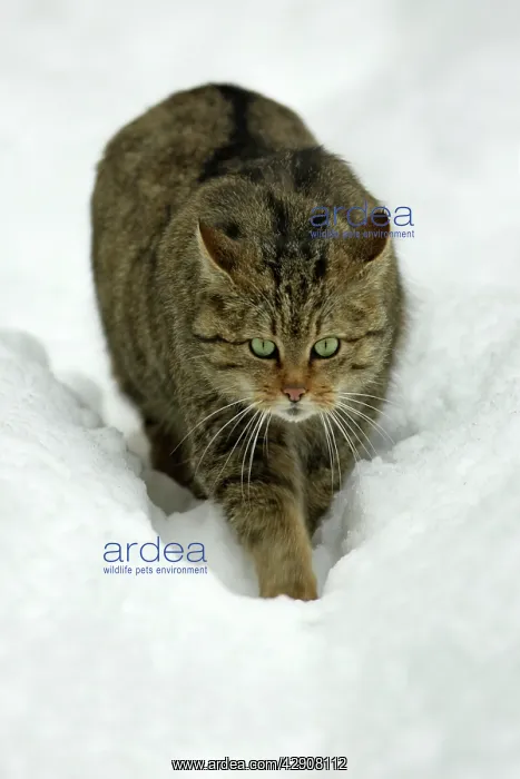 : European Wild Cat - walking stealthily through snow, winter : European Wild Cat - walking stealthily through snow, winter