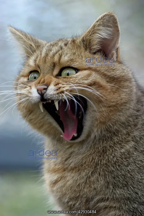 : European WILD CAT - yawning : European WILD CAT - yawning