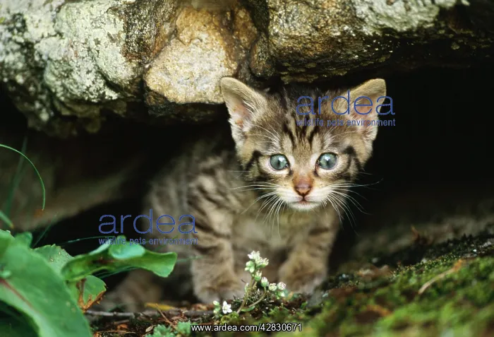 : European Wild Cat - young, hiding under rock : European Wild Cat - young, hiding under rock